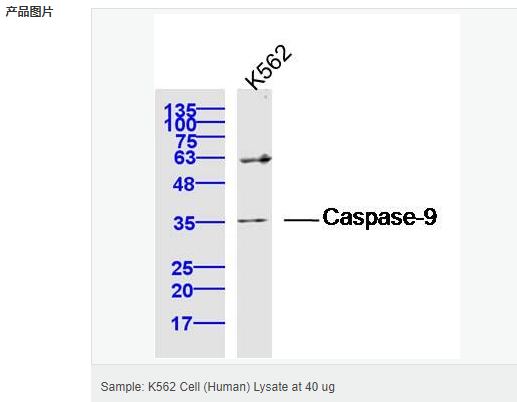 60543c4c82243.png image.png