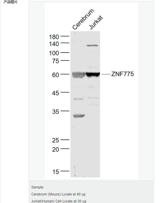 607658c0d564a.png image.png