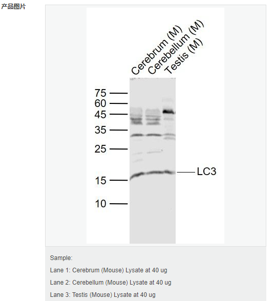 607d1a269ab28.png image.png